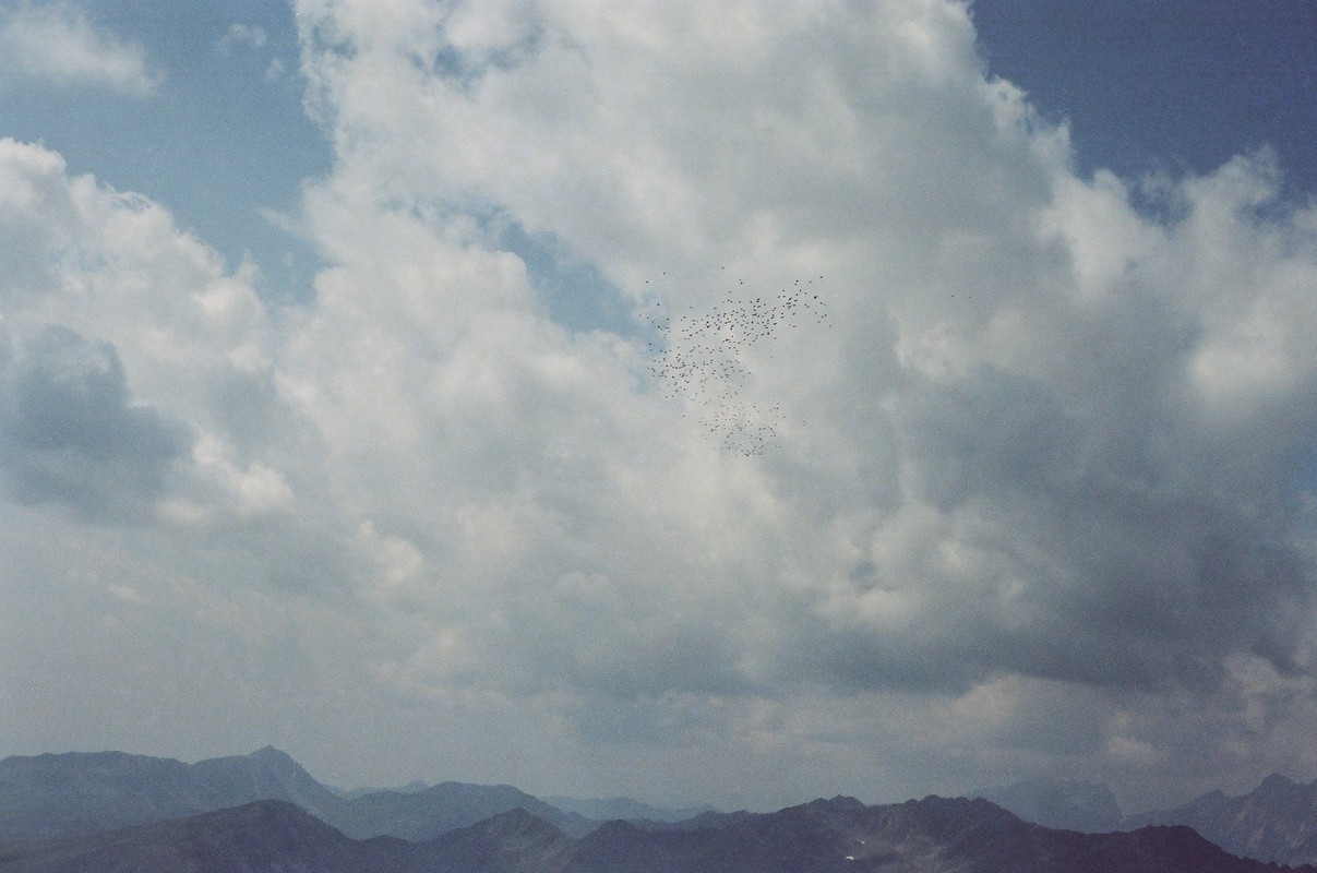 Heuschnitter unter Wolken - Foto 87
